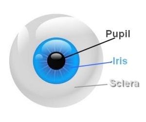 Schematische voorstelling oog iris en pupil albinisme