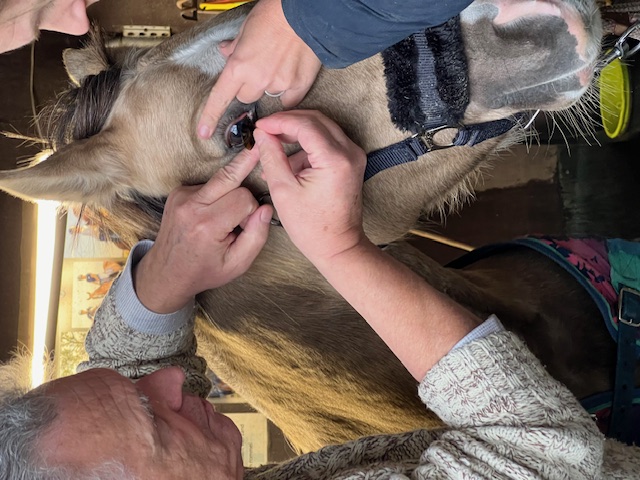 Zachte contactlenzen dieren soorten maten