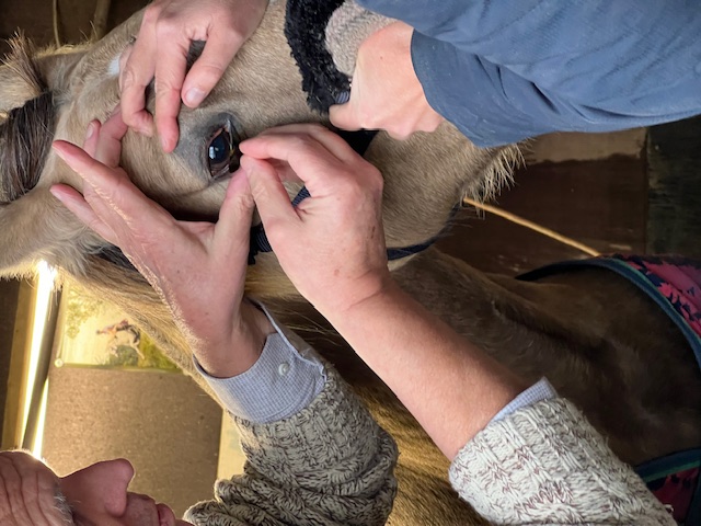 Contactlens hond kat hoornvlies behandeling