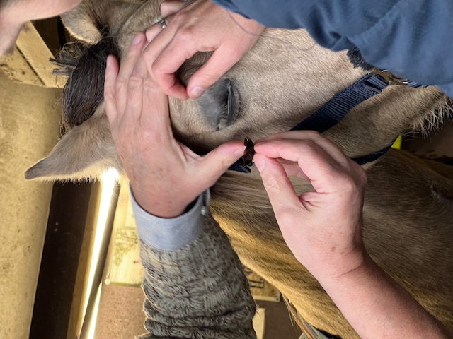 Contactlens paard pony oogbescherming