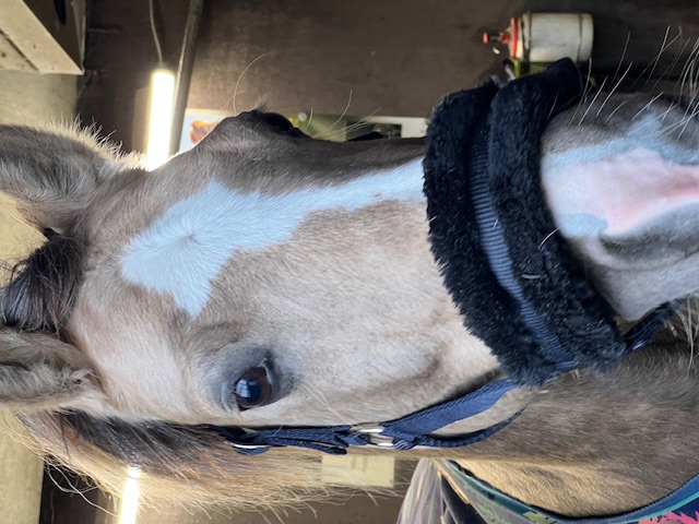 Verwijderen contactlens dier lensremover