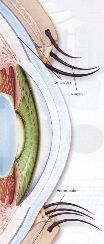 Blepharitis oog anatomie