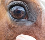 Contactlenzen bij dieren