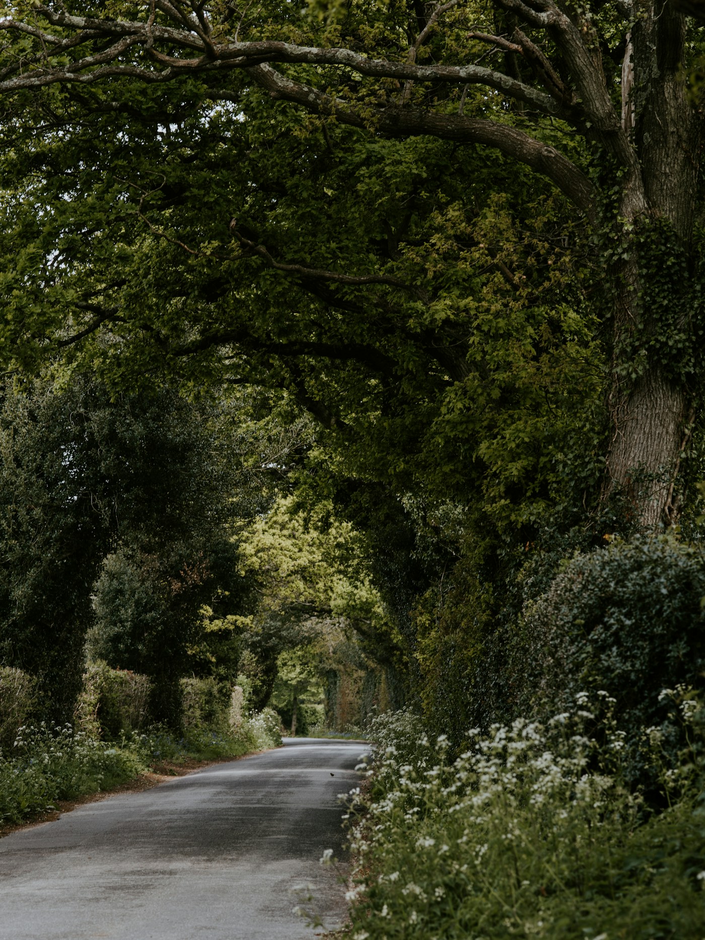 A quiet road lined with trees on both sides