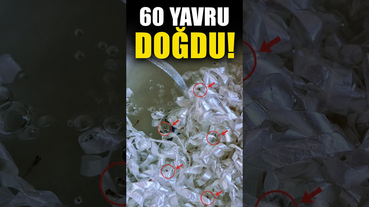 Yeni Doğan Yavrular İçin İlk Su Değişimi: Ne Zaman ve Nasıl?