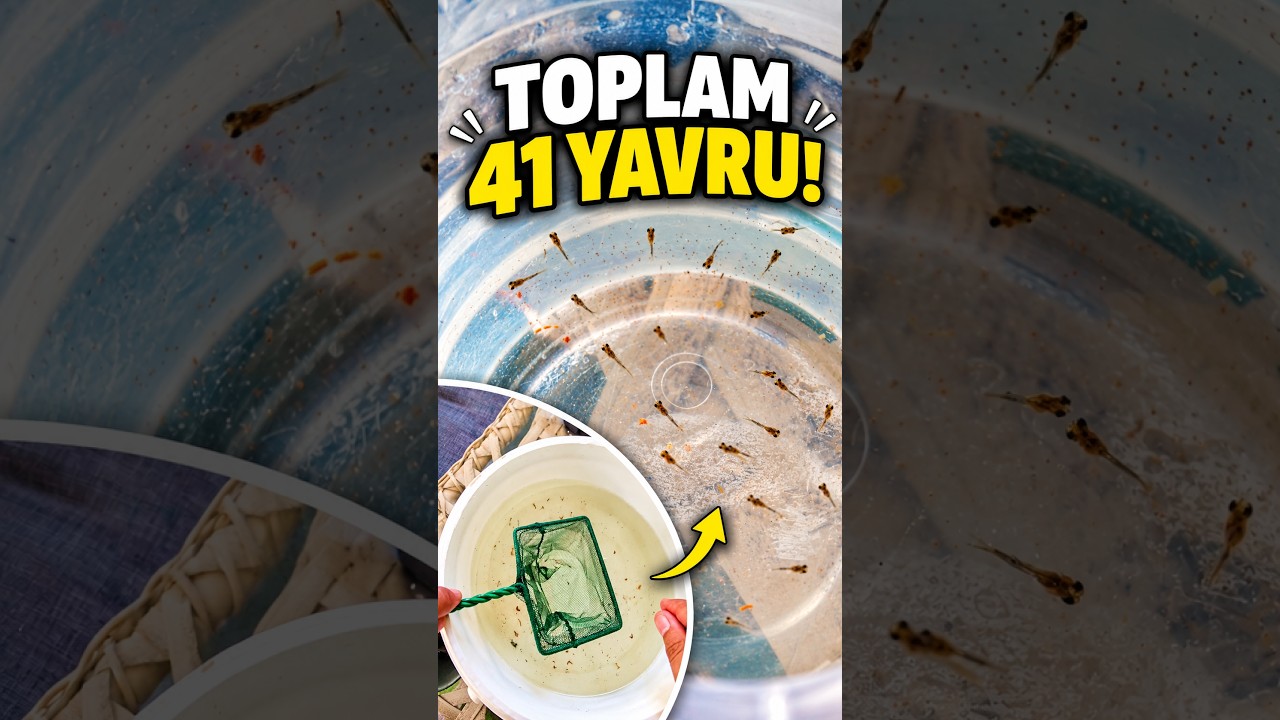 2 LEPİSTES, 41 YAVRU! BU KOVA İŞE YARIYOR 🔥 #shorts