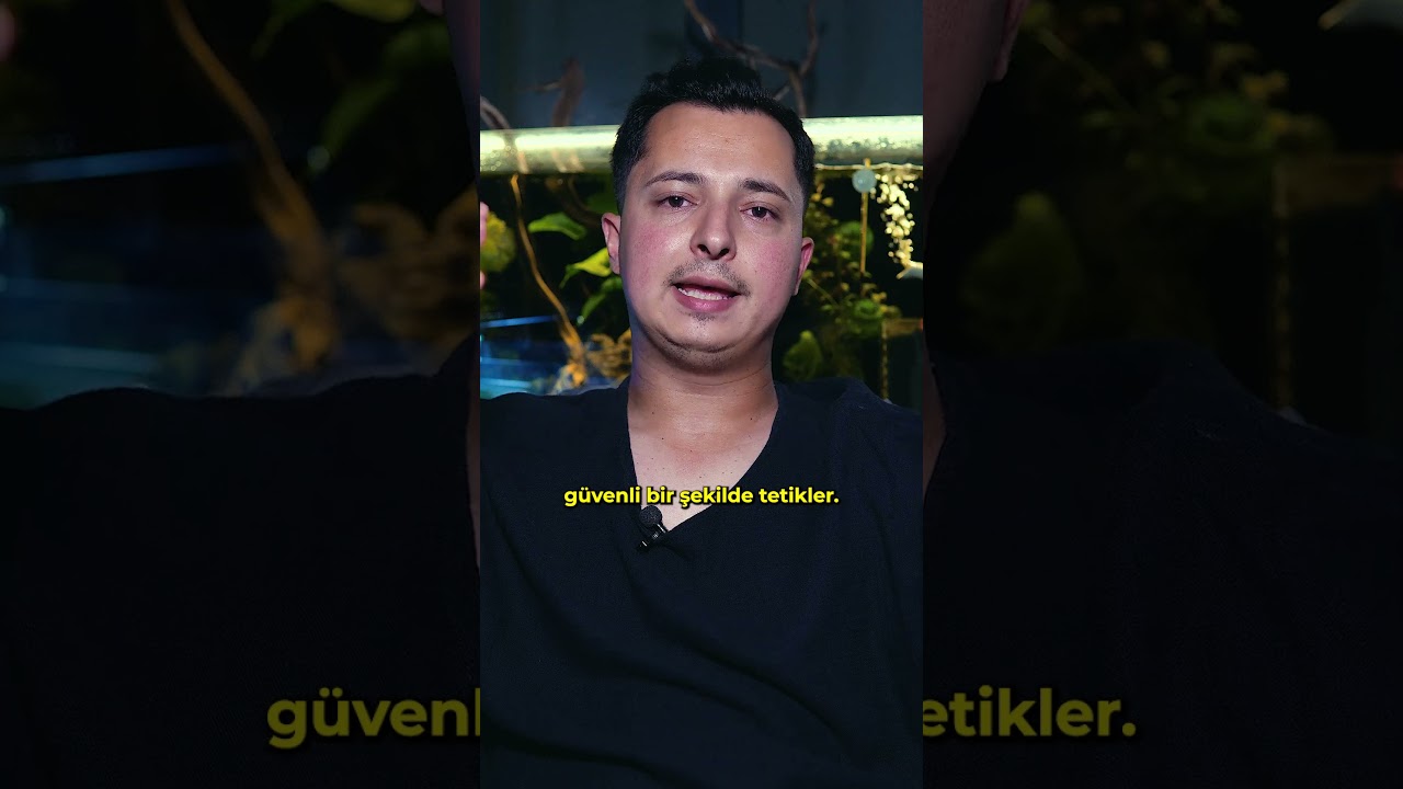 Akvaryum kurulduktan sonra kaç gün boş bırakmalı #fishkeeping #akvaryum