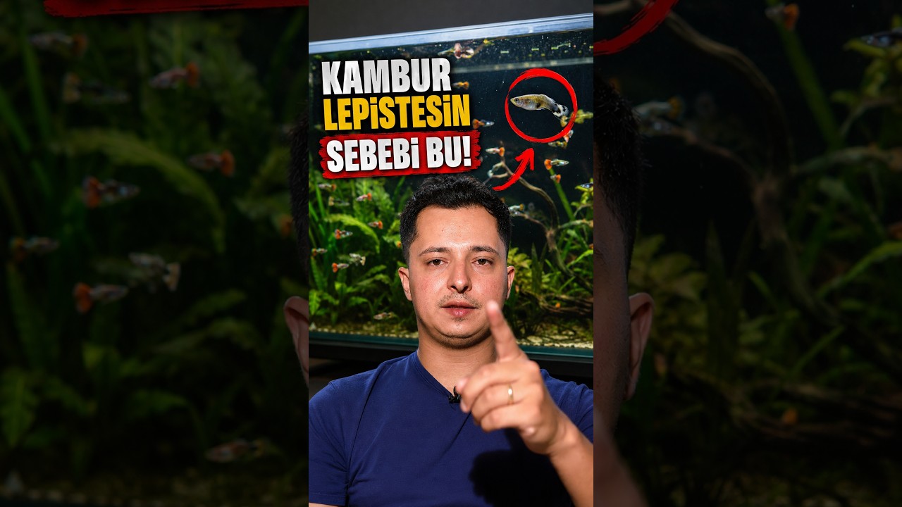 Stres altındaki balıklar kamburlașıyor #akvaryum #balık #lepistes