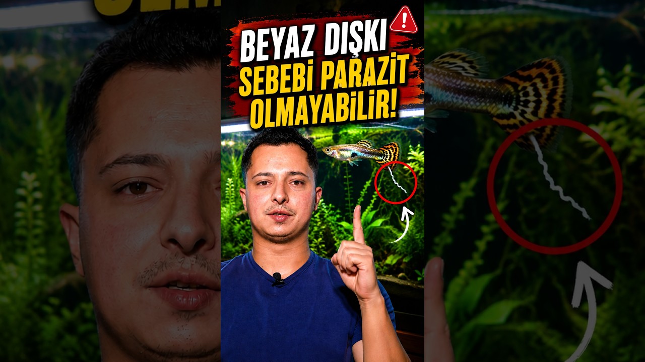 Beyaz dışkı = parazit değil #akvaryum #balık #lepistes #guppy