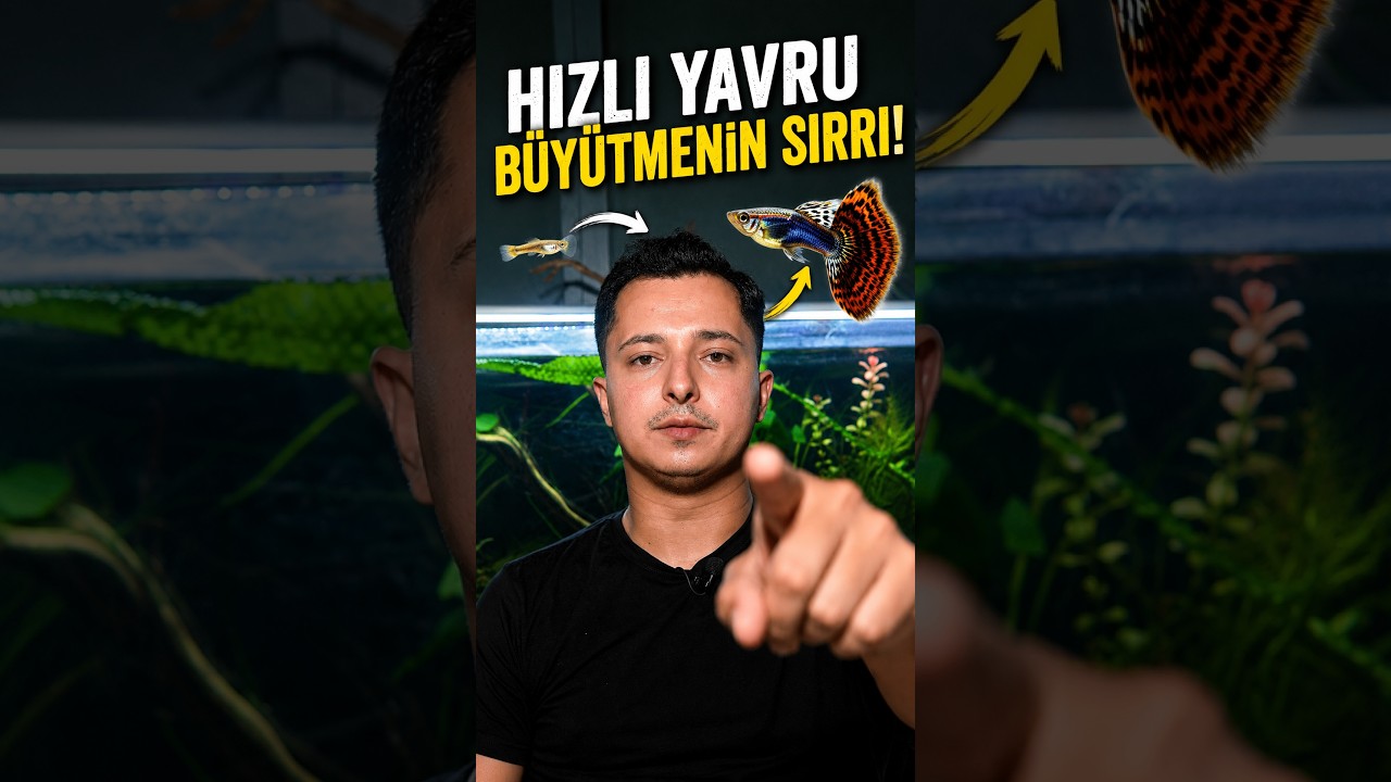 Yavru Lepistes İçin Temiz Su Neden Kritik #lepistes  #balık #akvaryum