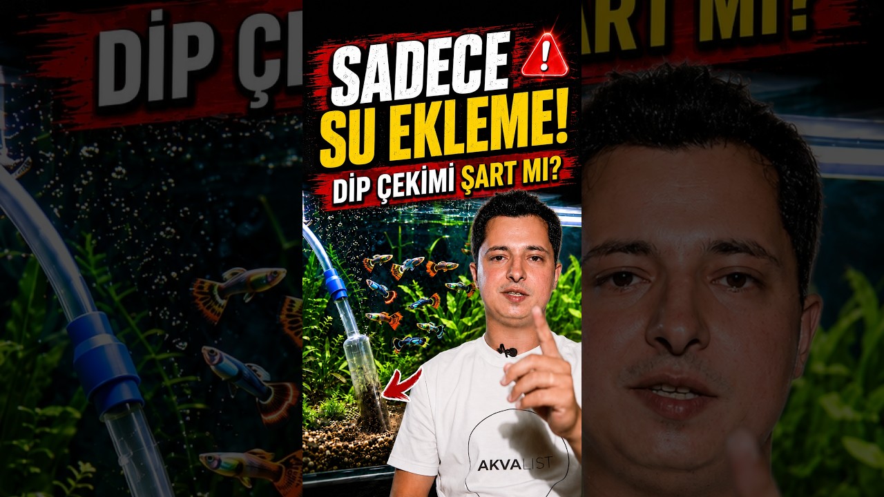 Dip Çekimi Şart mı? Sadece Su Eklemek Yetmez!