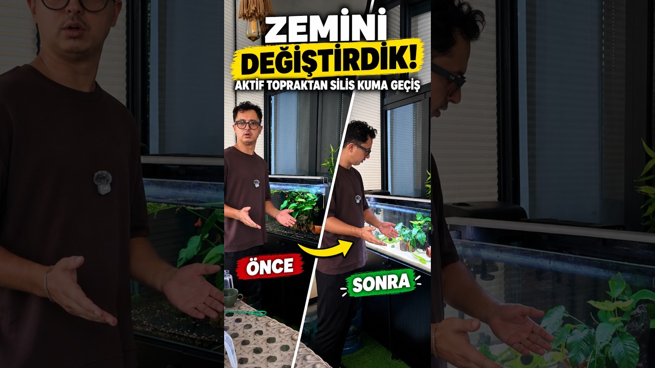 Sizce hangisi daha iyi? #akvaryum #balık #aquarium #shorts