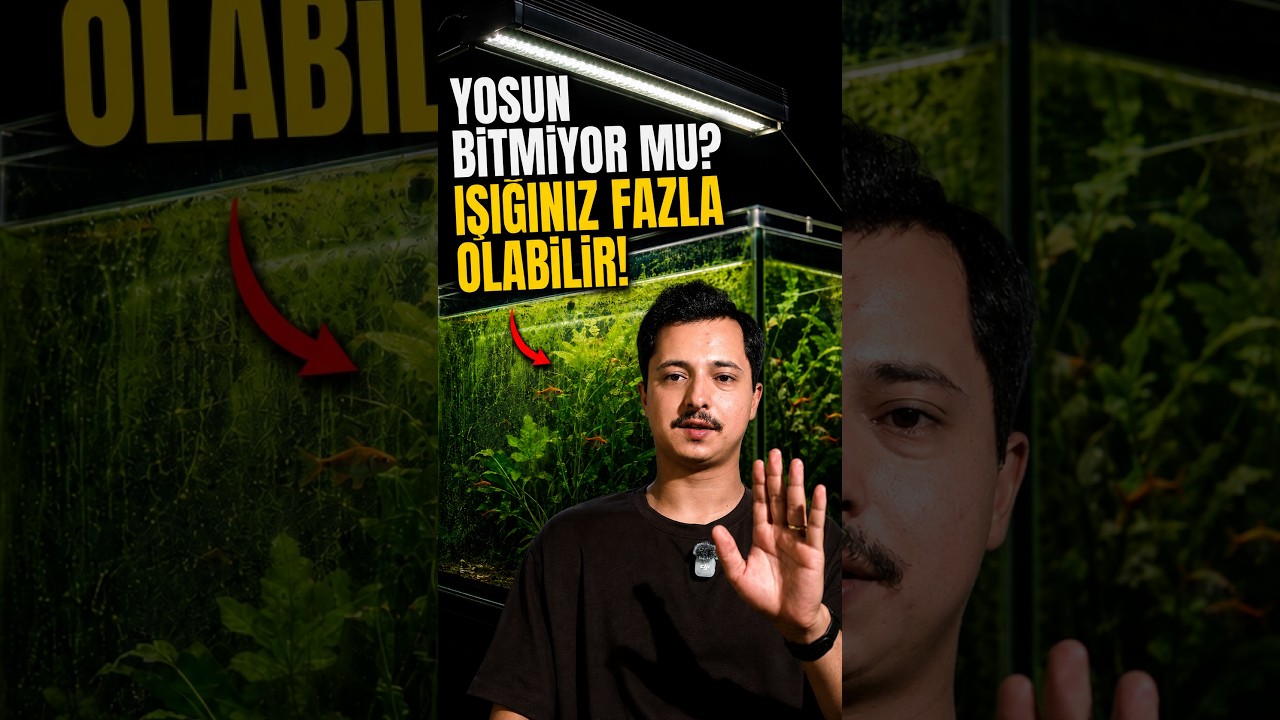 Doğru Işıkla Yosunları Engelleyin! #lepistes #lepistesakvaryumu #guppy