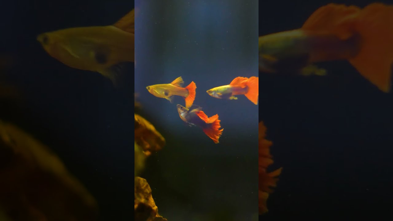 Super Dumbo Big Ear Red Round Tail’ler sonunda geldi! 🔥